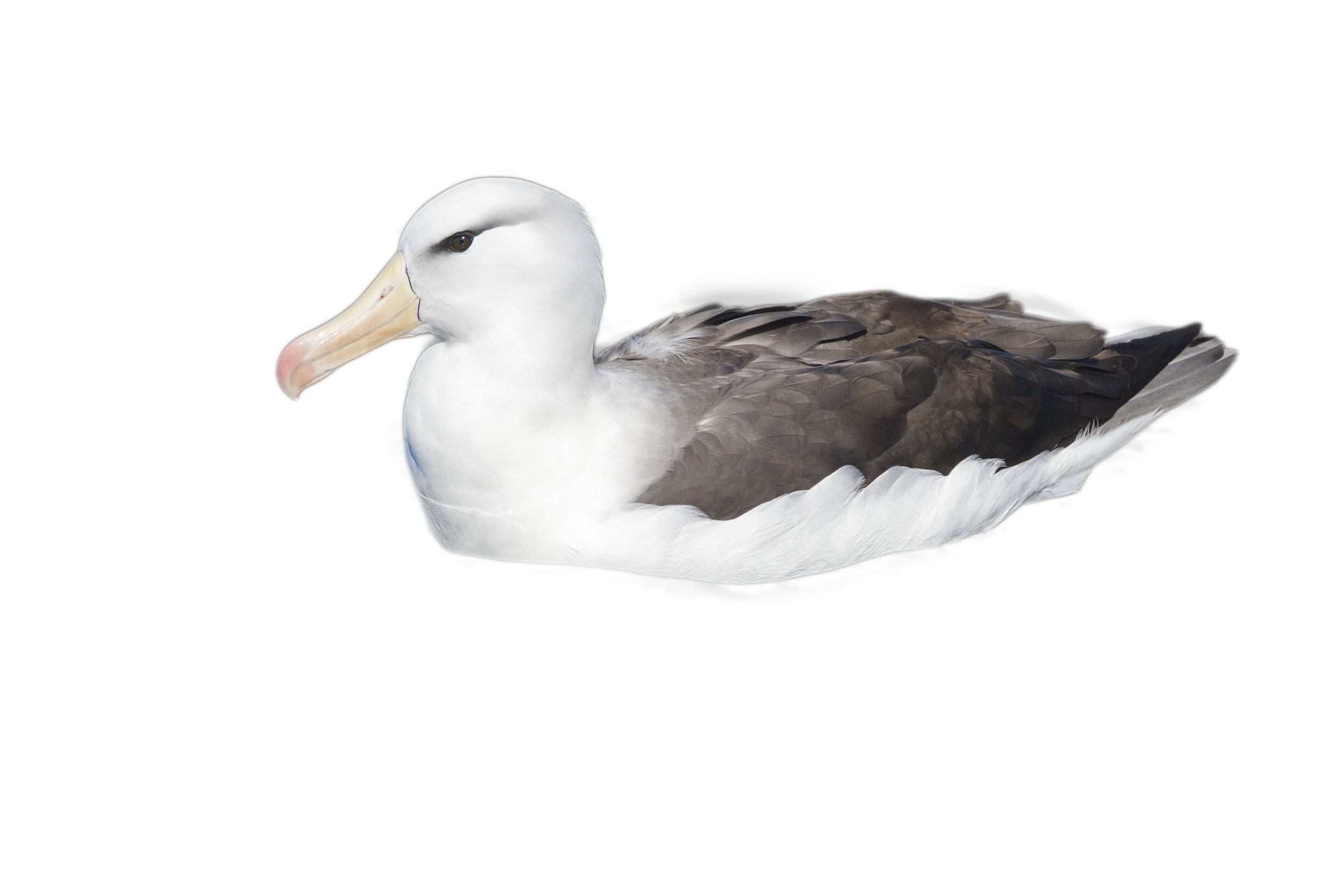 Duck Cartoon Clipart
