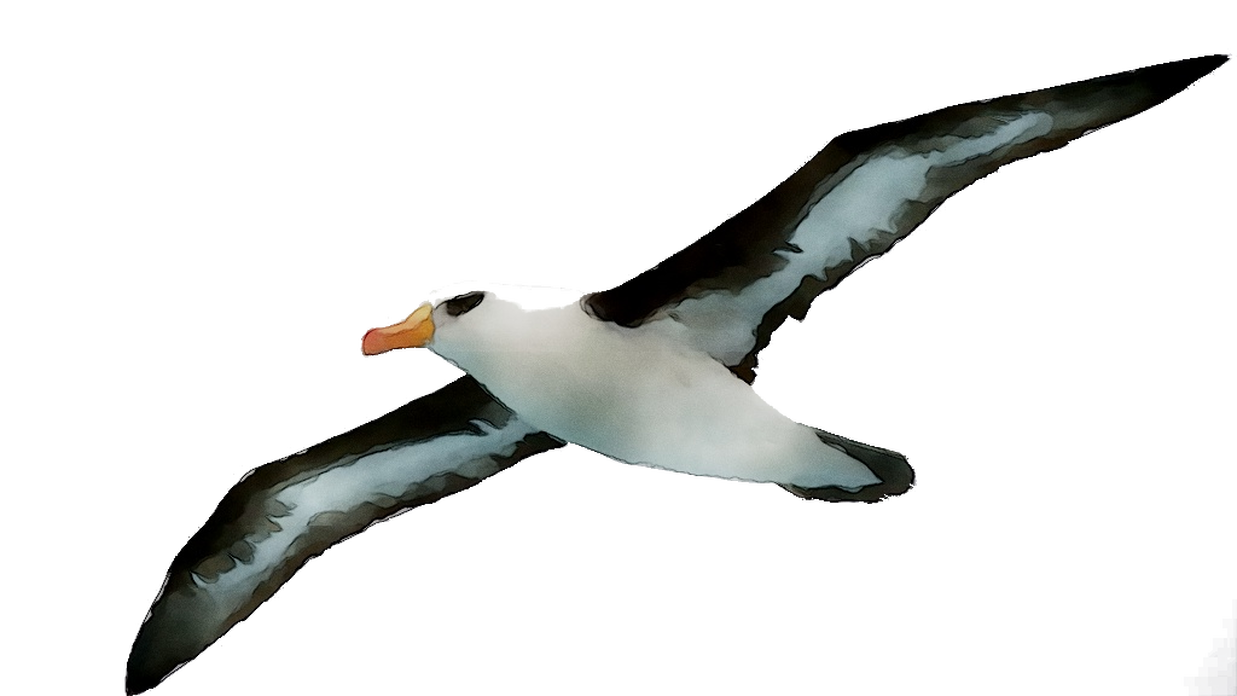 Penguin Cartoon Clipart