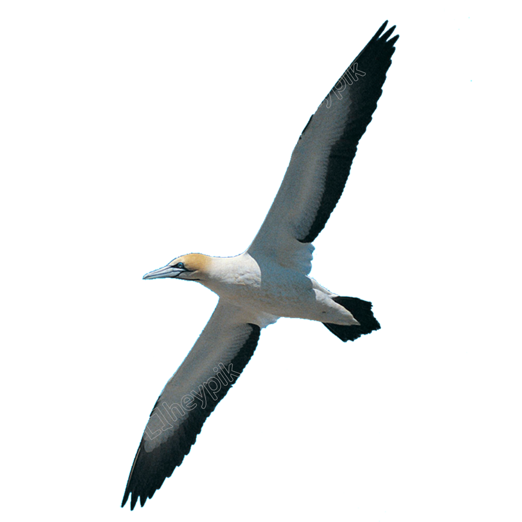 Dove Bird Clipart