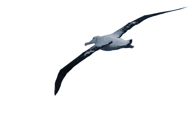 Bird Wing Clipart