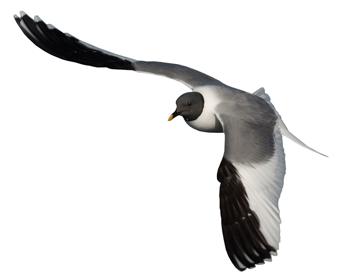 Eagle Bird Clipart