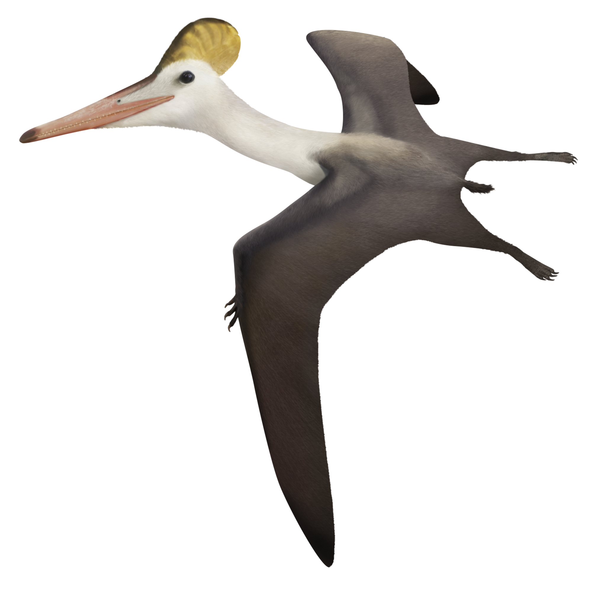 Crane Bird Clipart