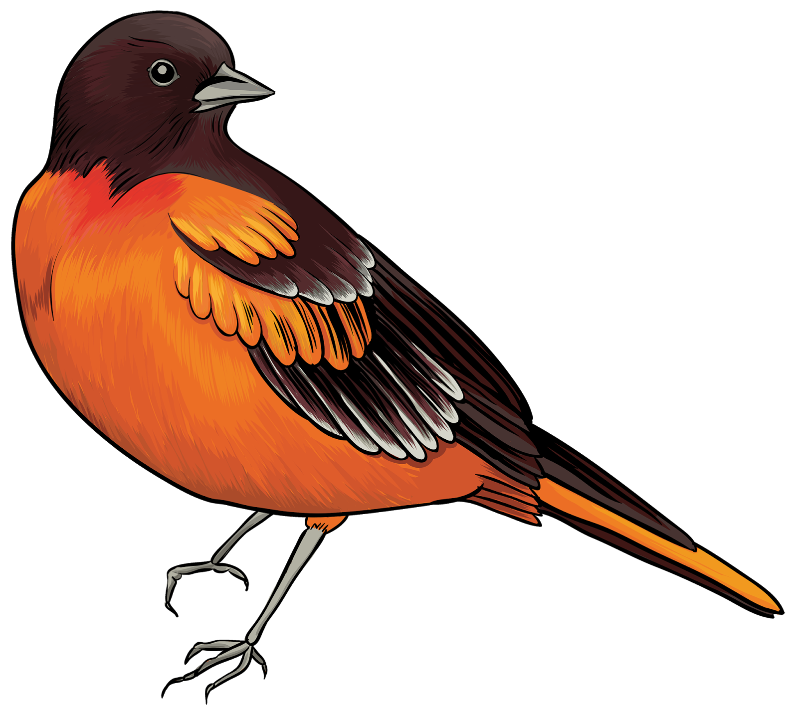 Robin Bird Clipart