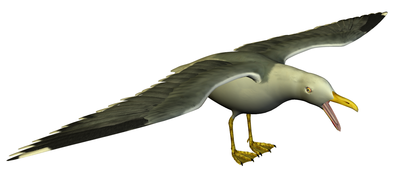 Bird Wing Clipart