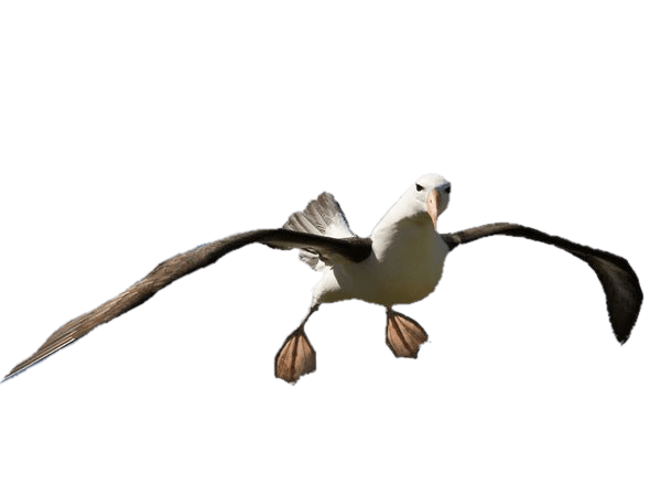 Eagle Cartoon Clipart