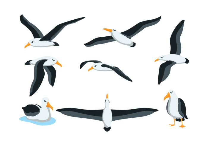 Bird Silhouette Clipart