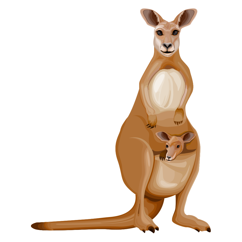 Kangaroo Cartoon Clipart