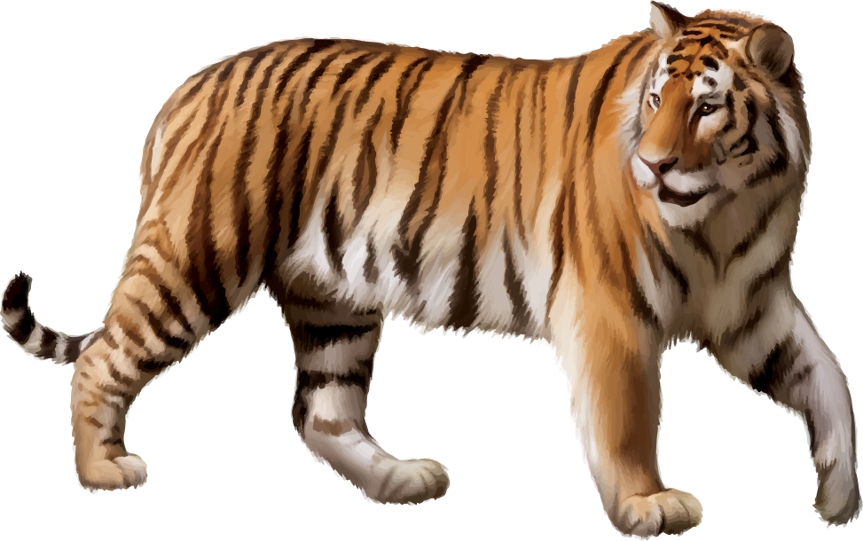 Tiger Cartoon Clipart