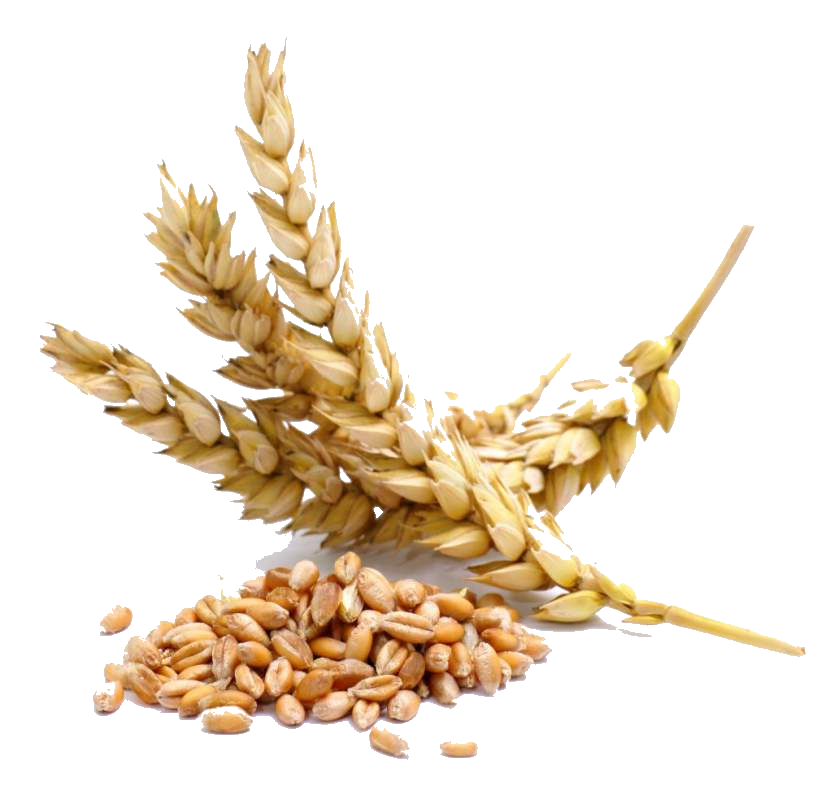 Wheat Cartoon Clipart