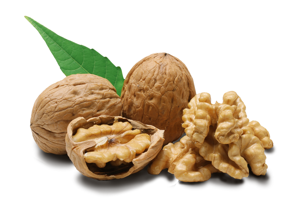 Cashew Tree Clipart