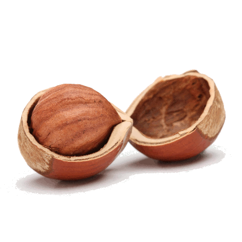 Walnut Tree Clipart