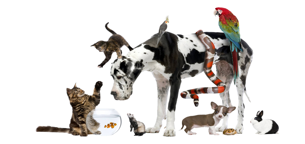 Dog And Cat Clipart