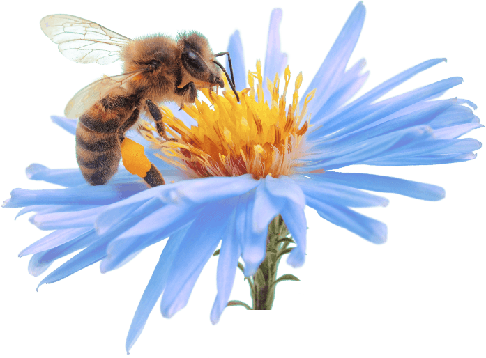 Bee Cartoon Clipart