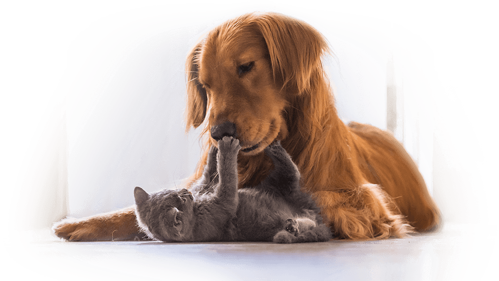 Dog And Cat Clipart