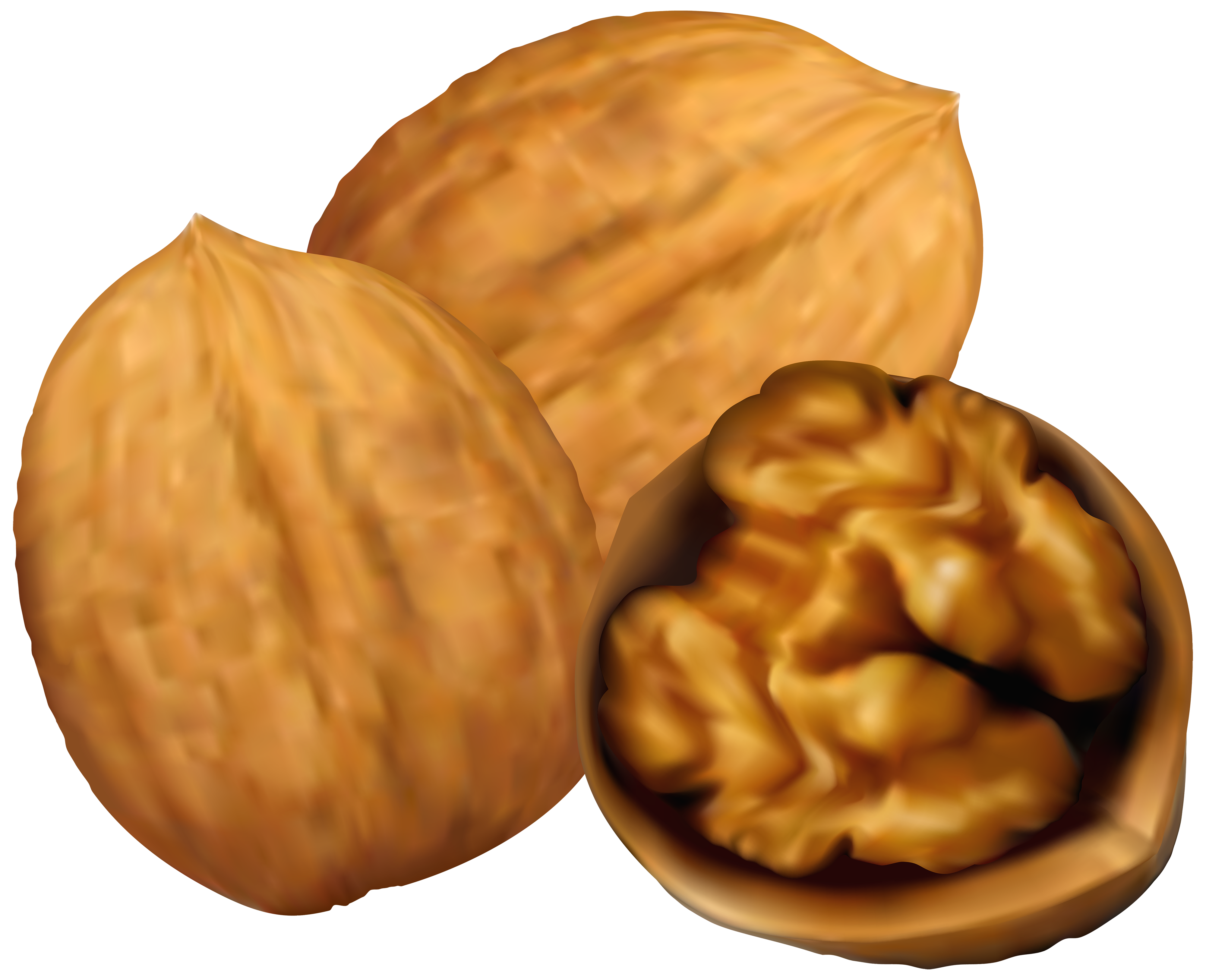 Walnut Tree Clipart