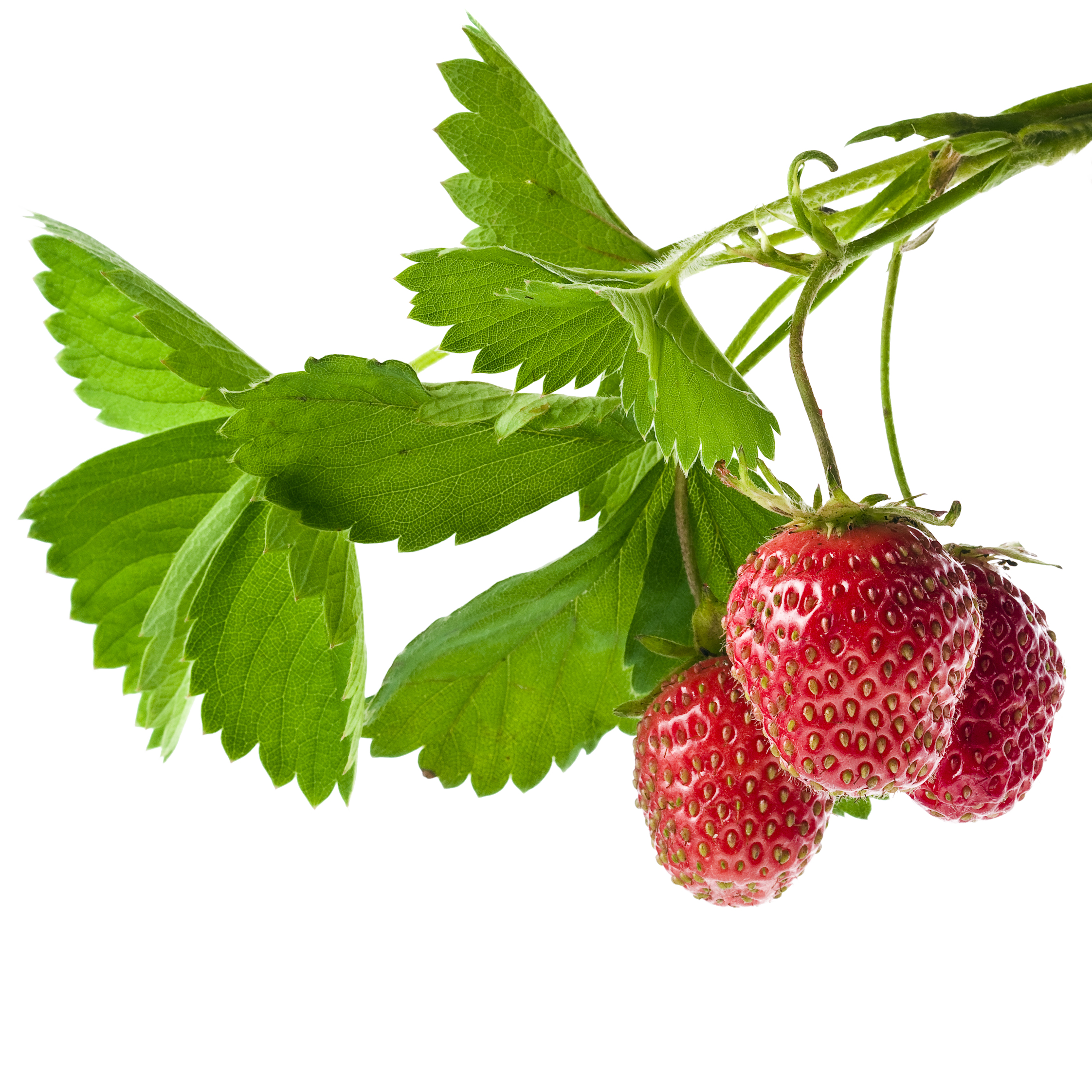 Strawberry Cartoon Clipart