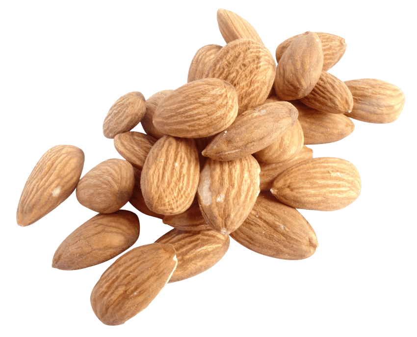 Walnut Tree Clipart