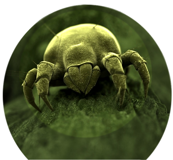 Turtle Cartoon Clipart