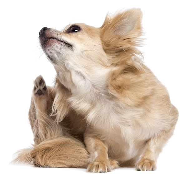 Dog Food Clipart