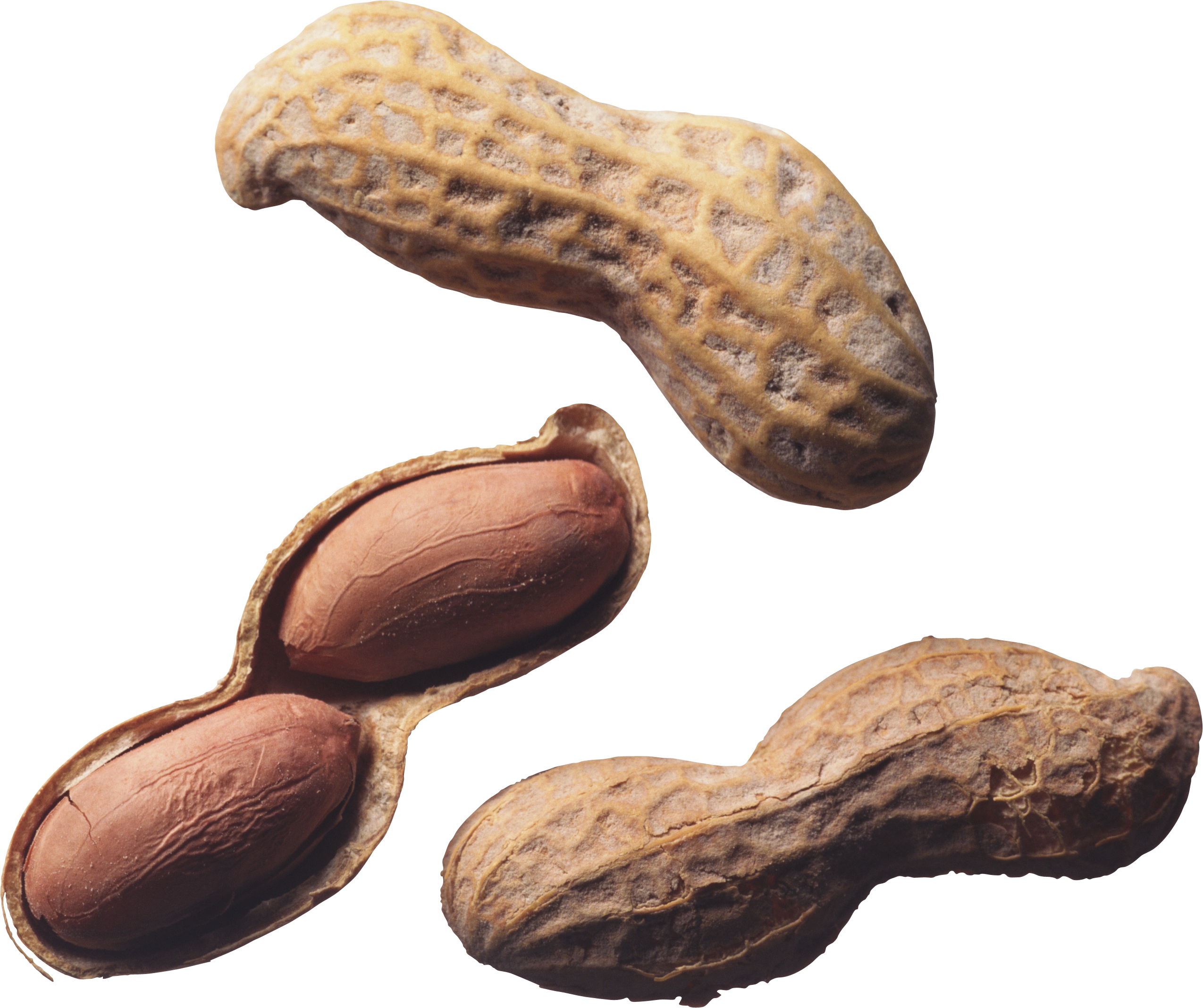 Walnut Tree Clipart