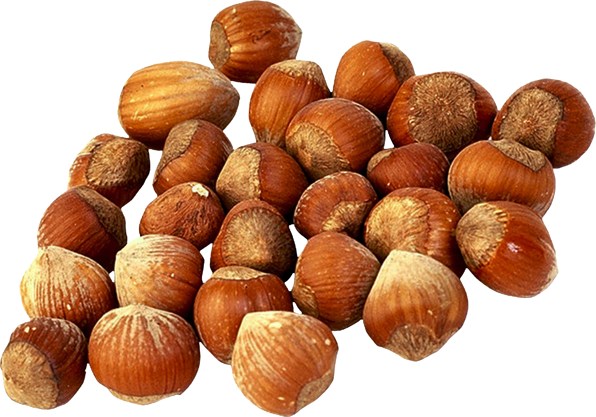 Walnut Tree Clipart