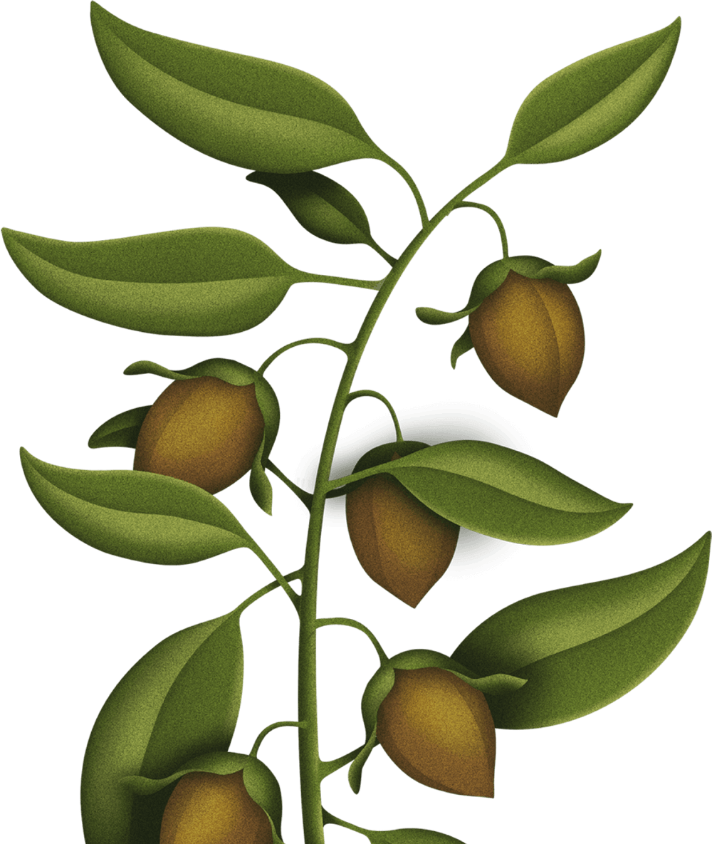Christmas Tree Branch Clipart