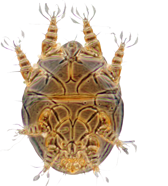 Turtle Cartoon Clipart