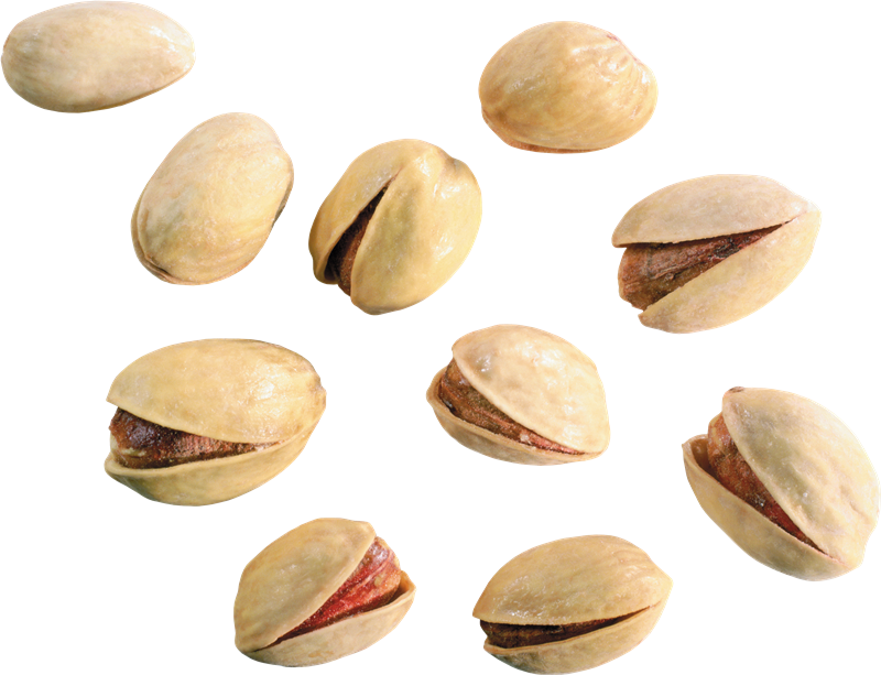 Cashew Tree Clipart