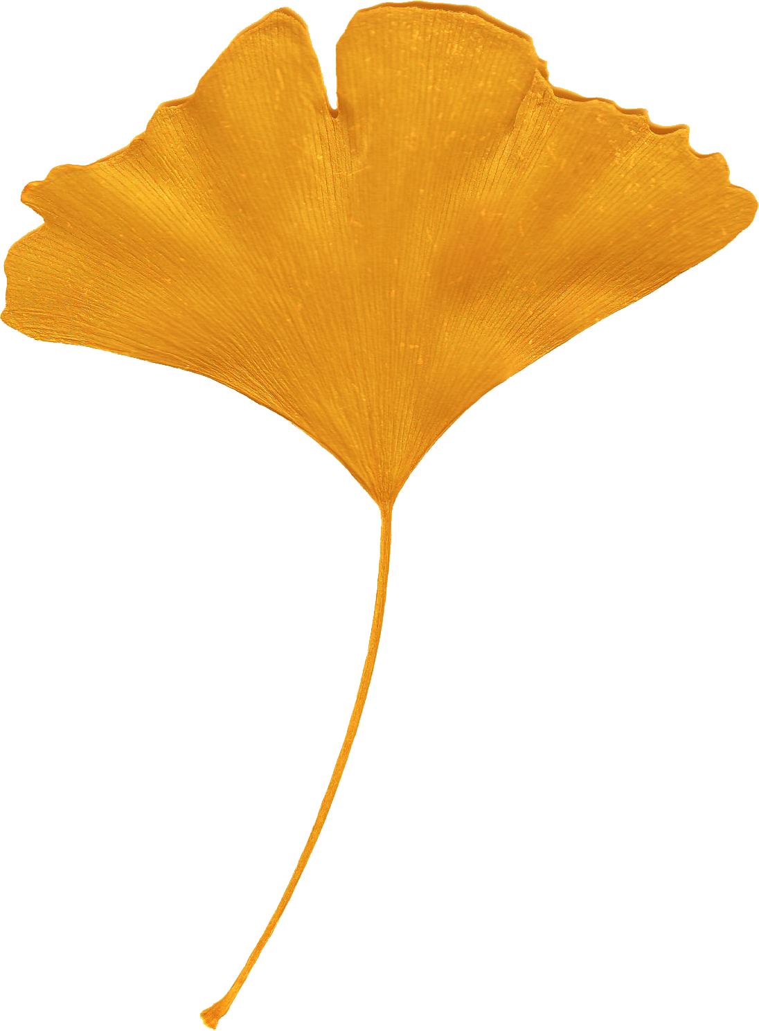 Orange Tree Clipart