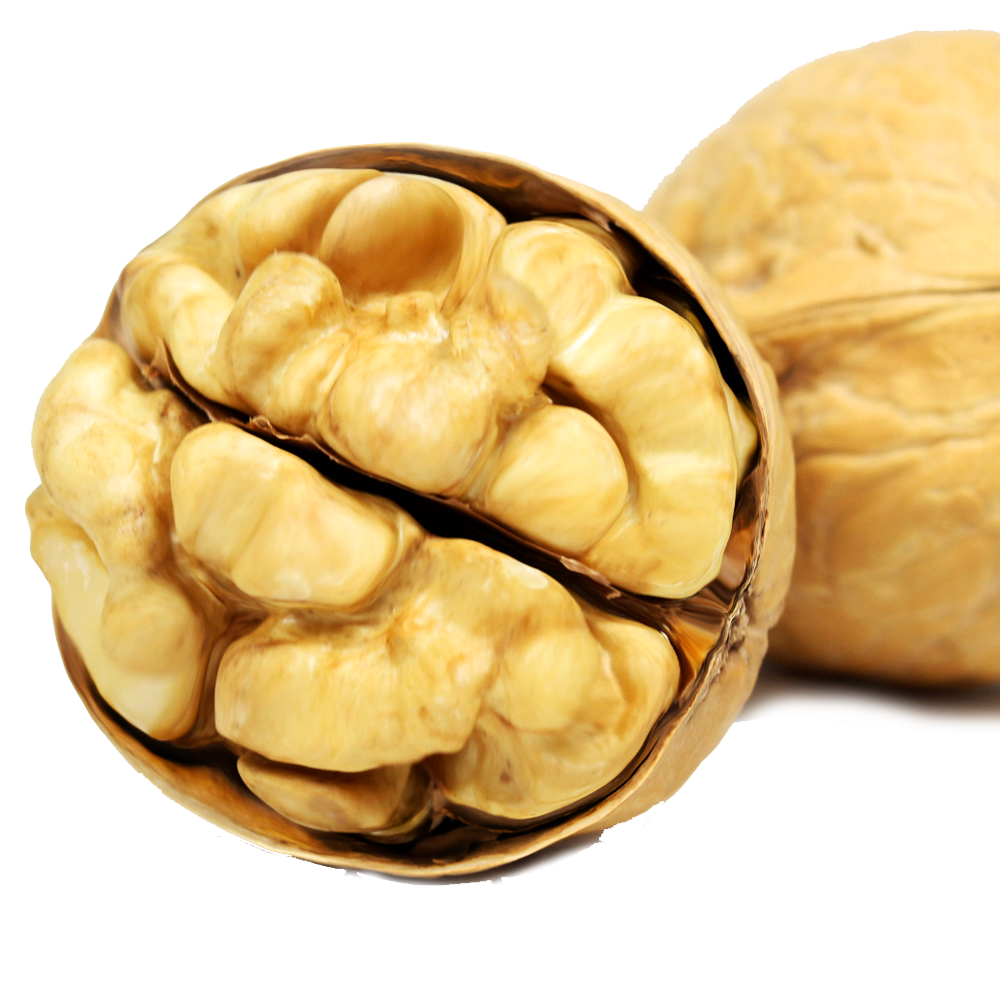 Walnut Tree Clipart