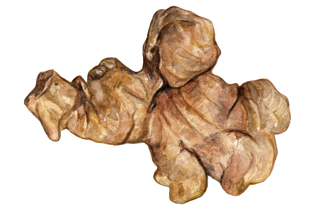 Walnut Tree Clipart