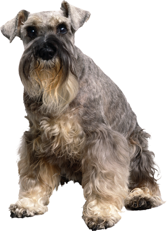 Dog And Cat Clipart