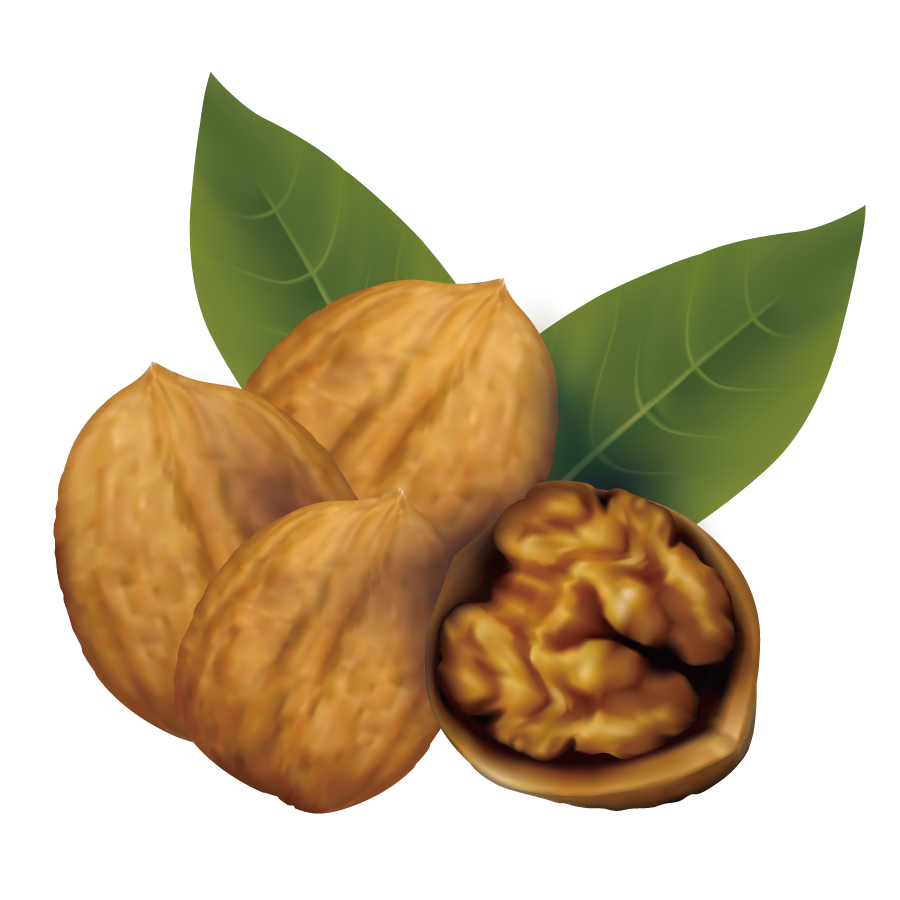 Walnut Tree Clipart