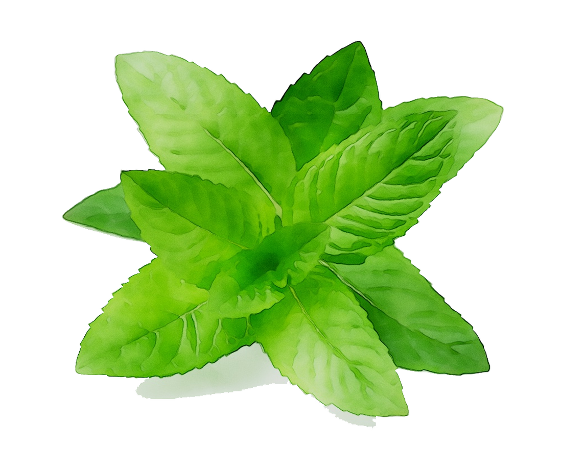 Mint Leaf Clipart