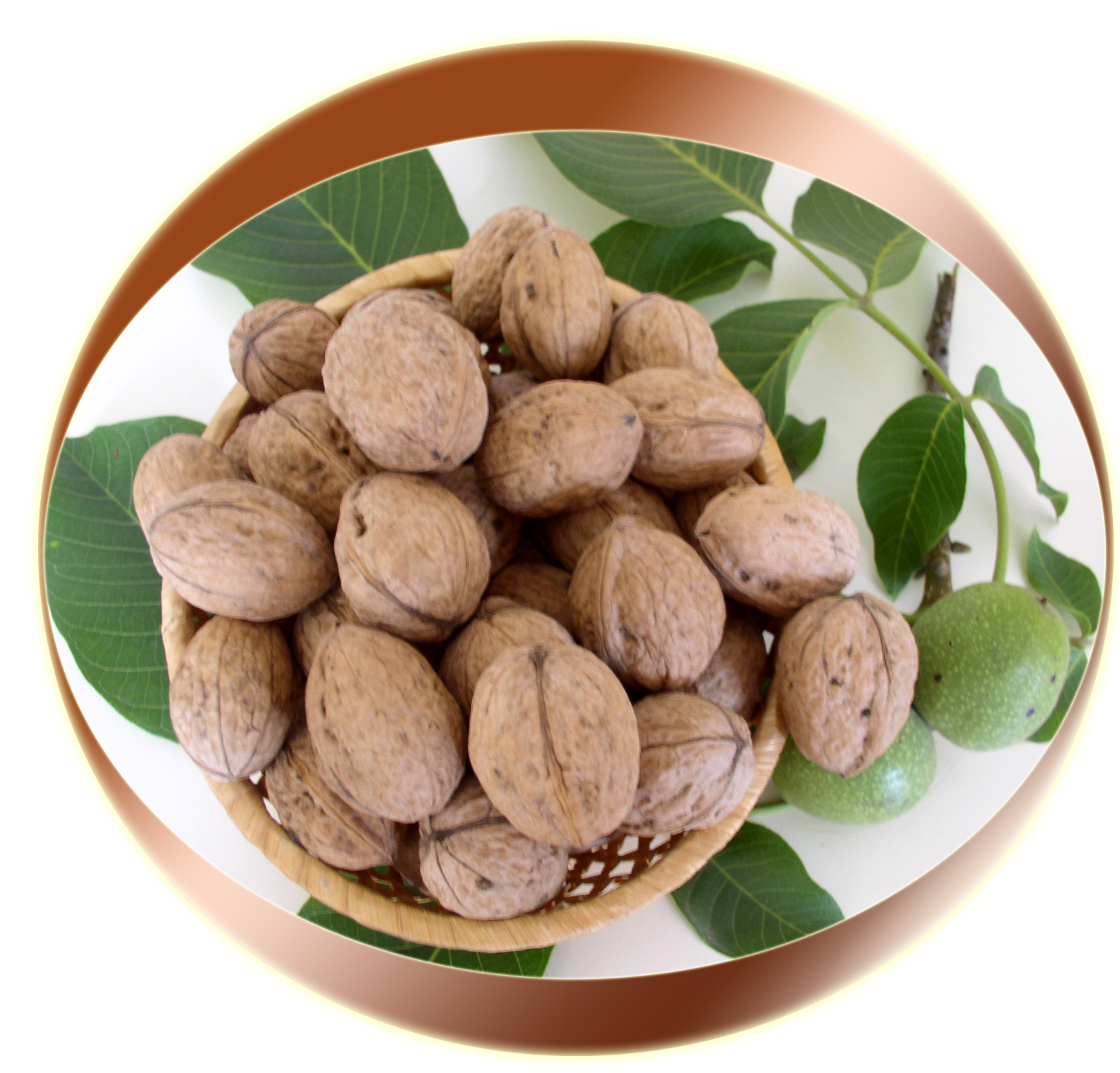 Walnut Tree Clipart