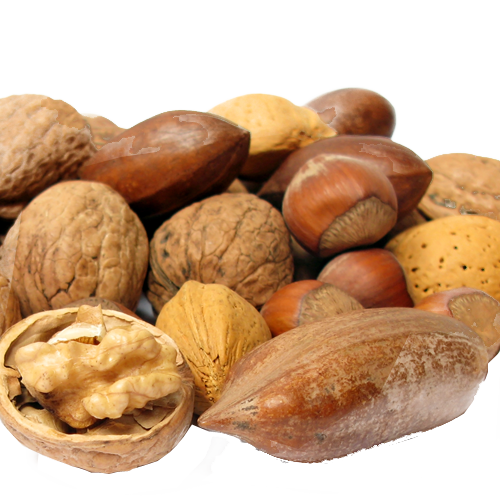 Walnut Tree Clipart