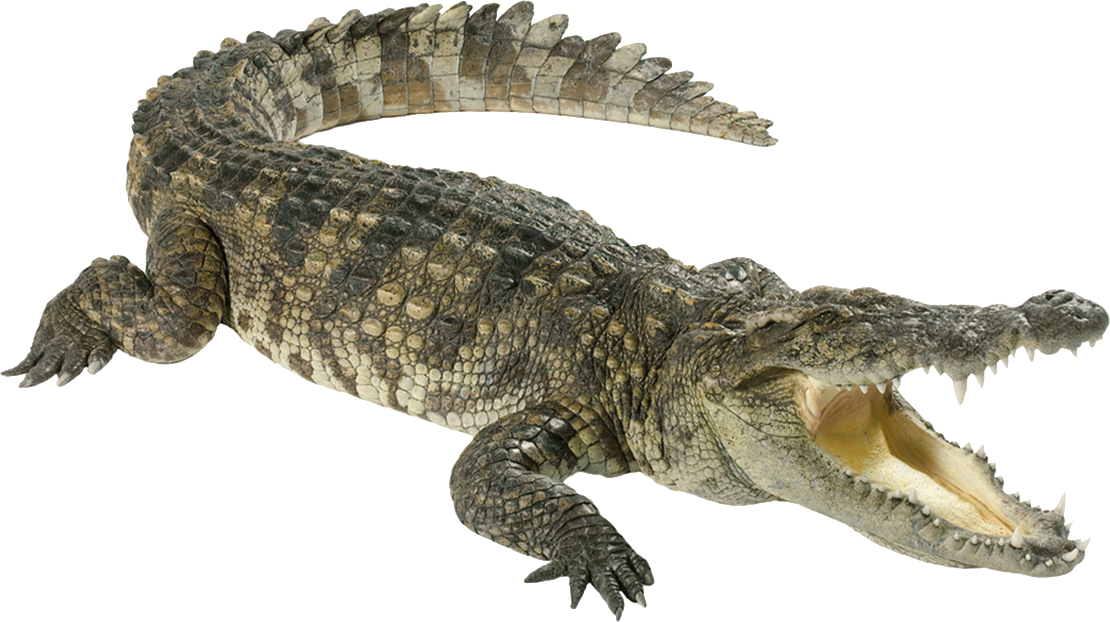 Alligator Cartoon Clipart