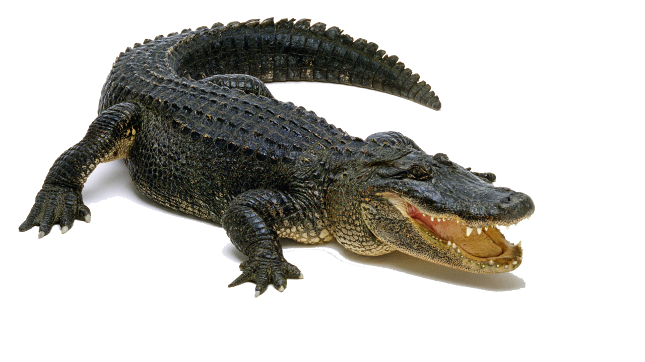 Alligator Cartoon Clipart