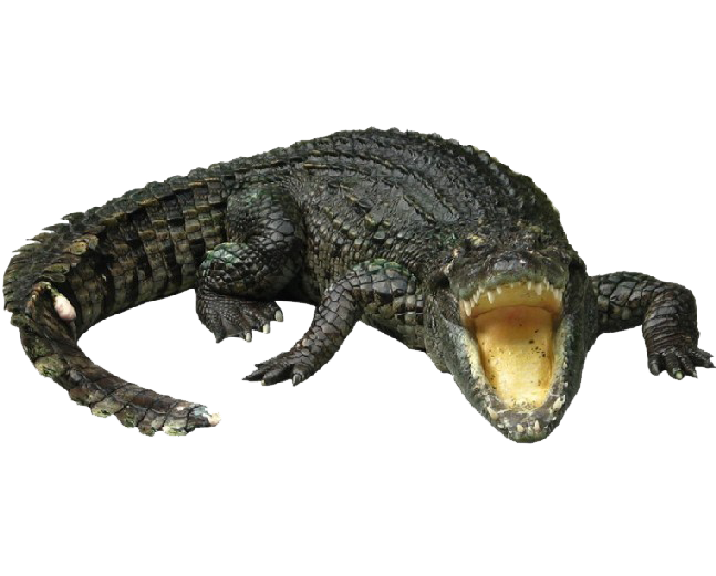 Alligator Cartoon Clipart