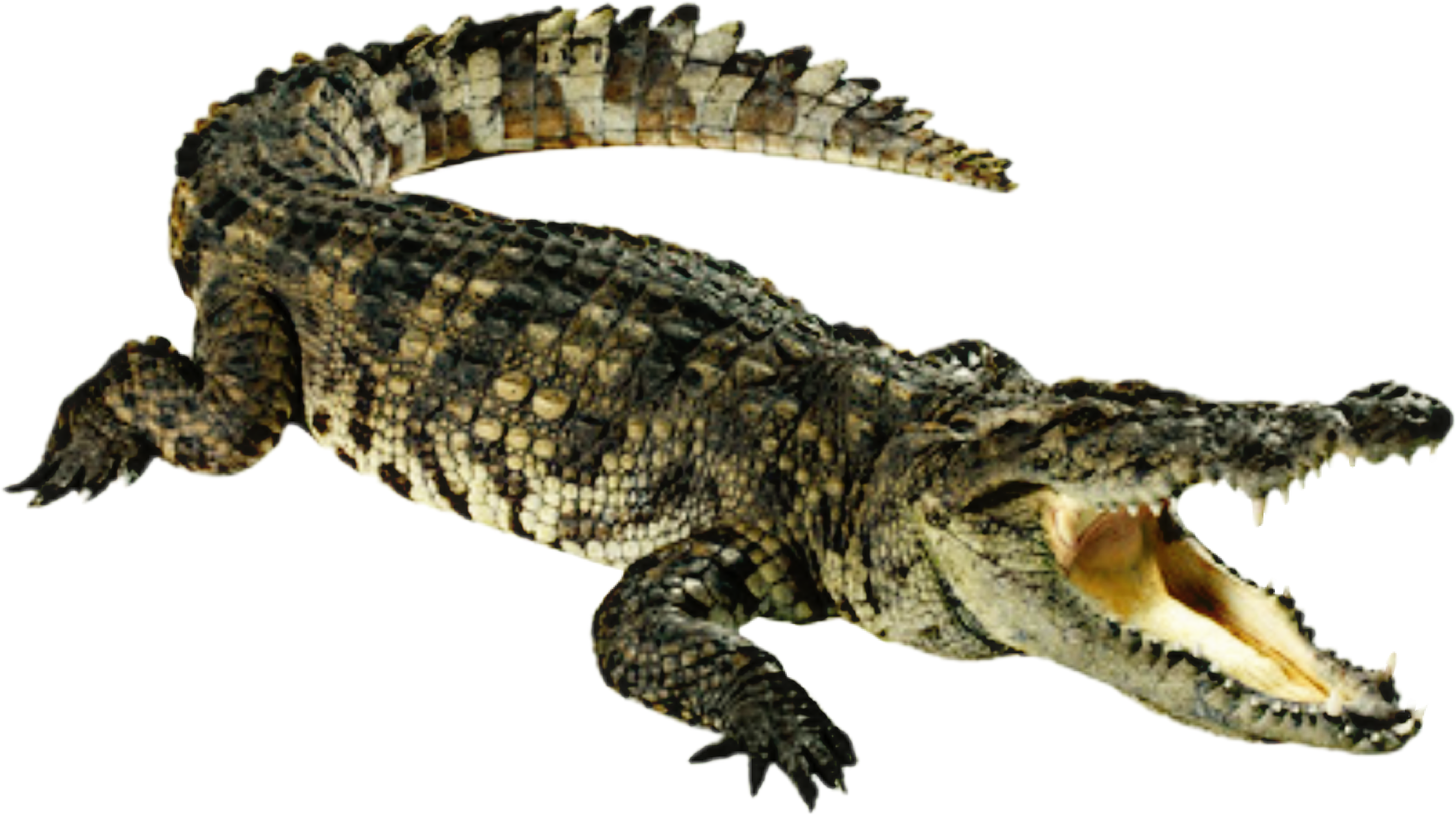 Alligator Cartoon Clipart