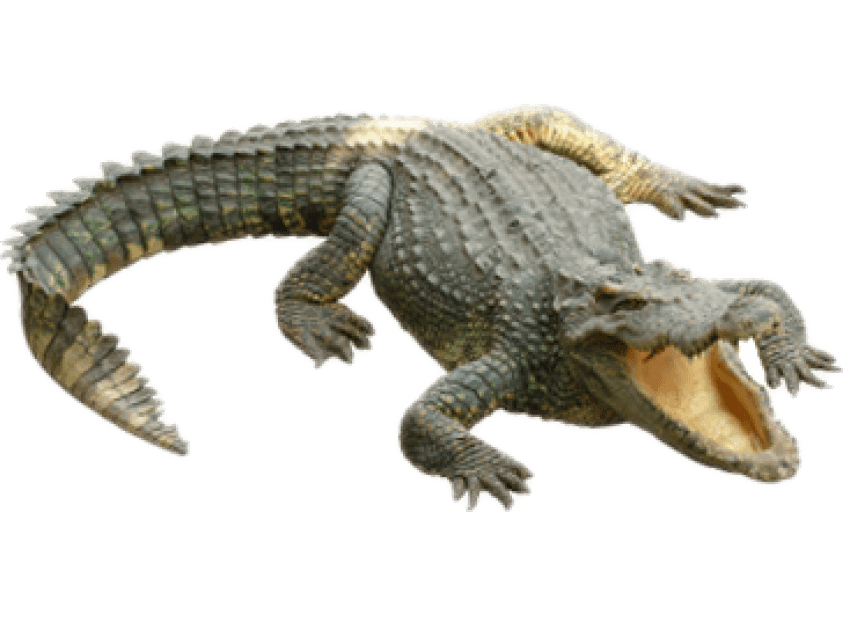 Alligator Cartoon Clipart