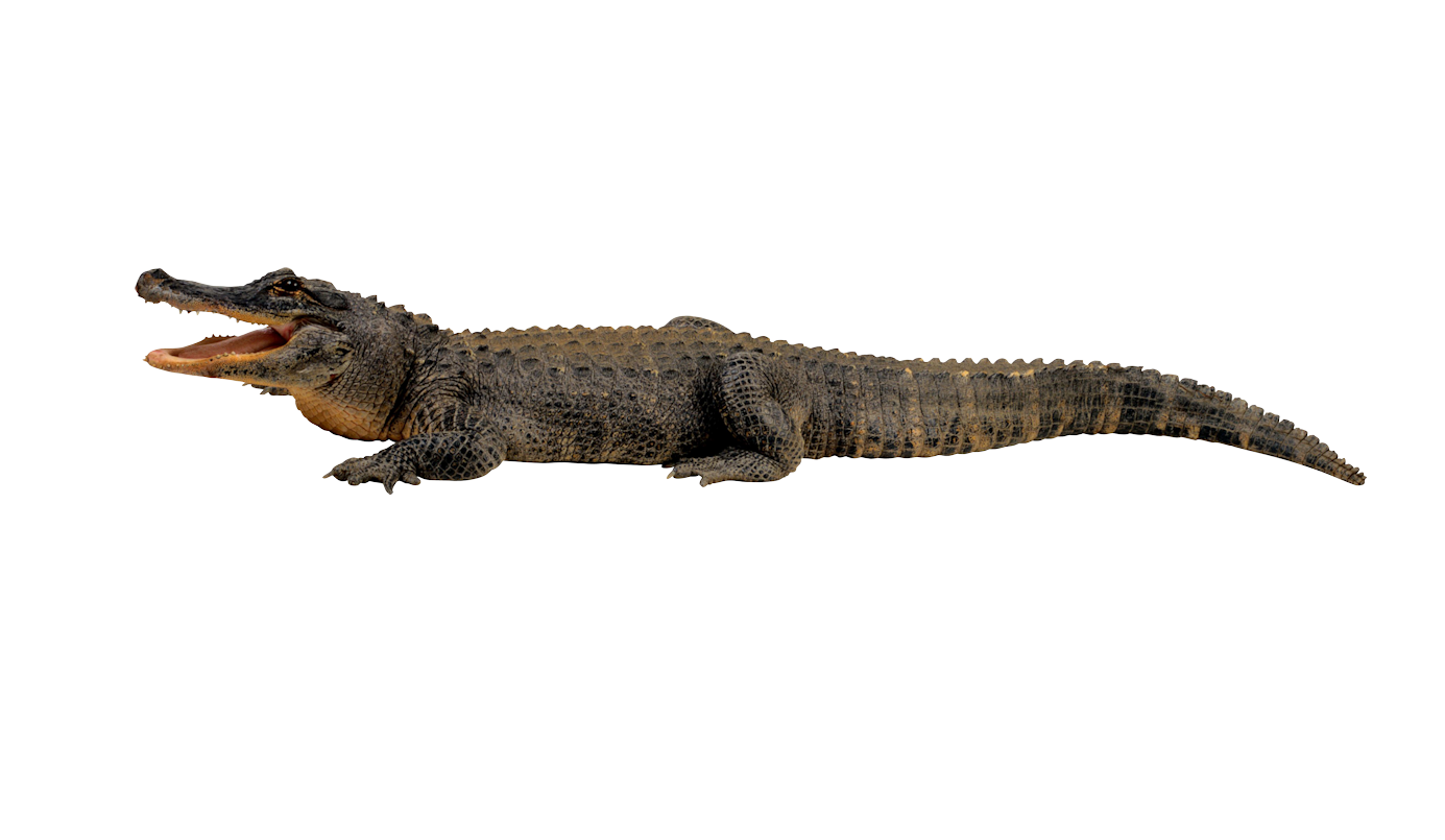 Alligator Cartoon Clipart