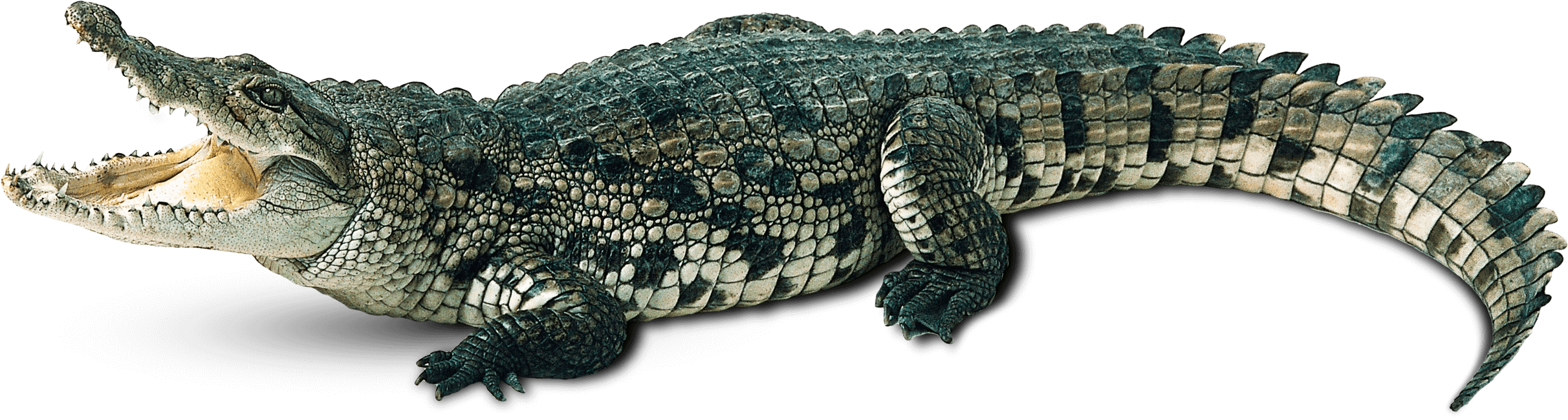 Animal Cartoon Clipart