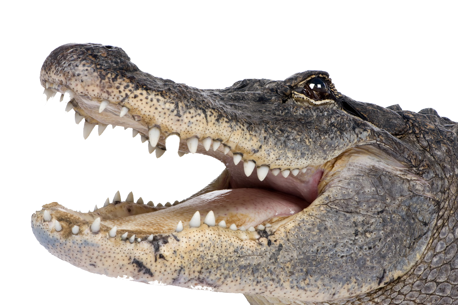 Alligator Cartoon Clipart