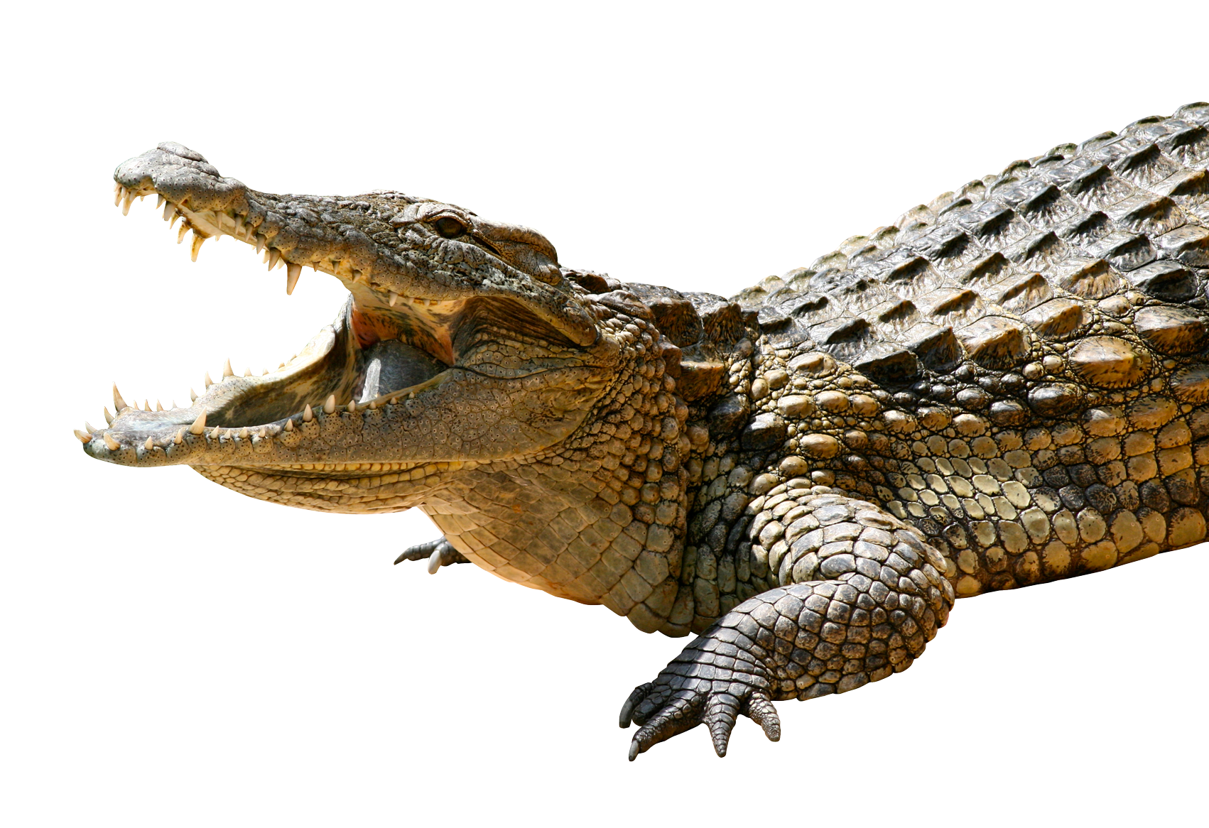 Alligator Cartoon Clipart