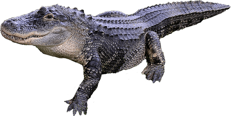 Alligator Cartoon Clipart