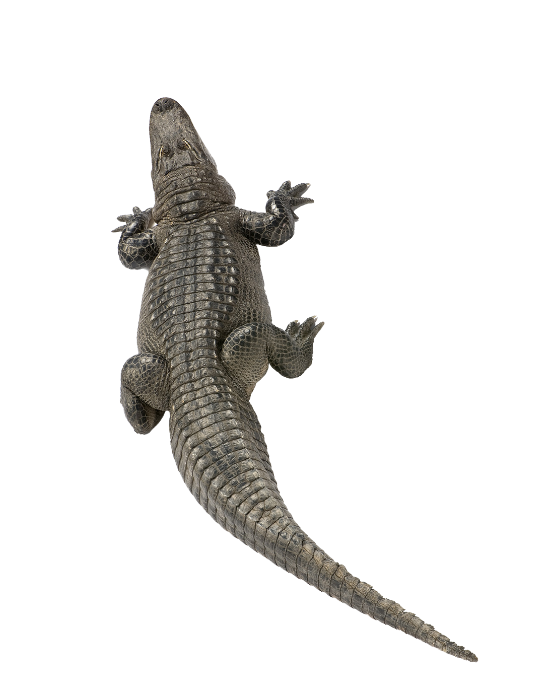 Alligator Cartoon Clipart