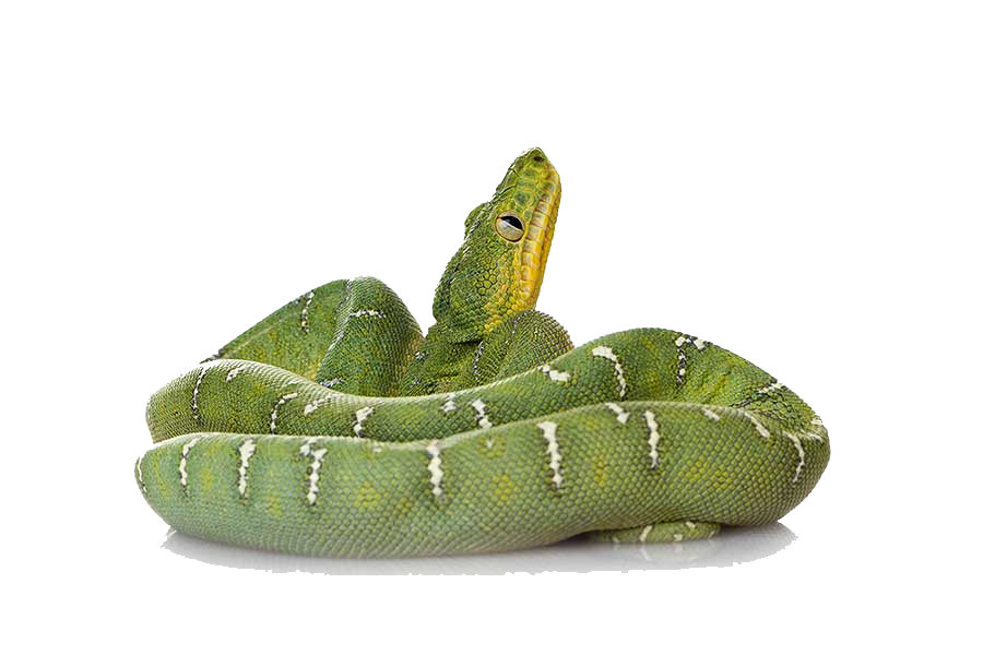 Alligator Cartoon Clipart