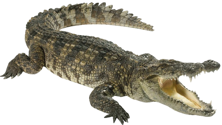 Alligator Cartoon Clipart