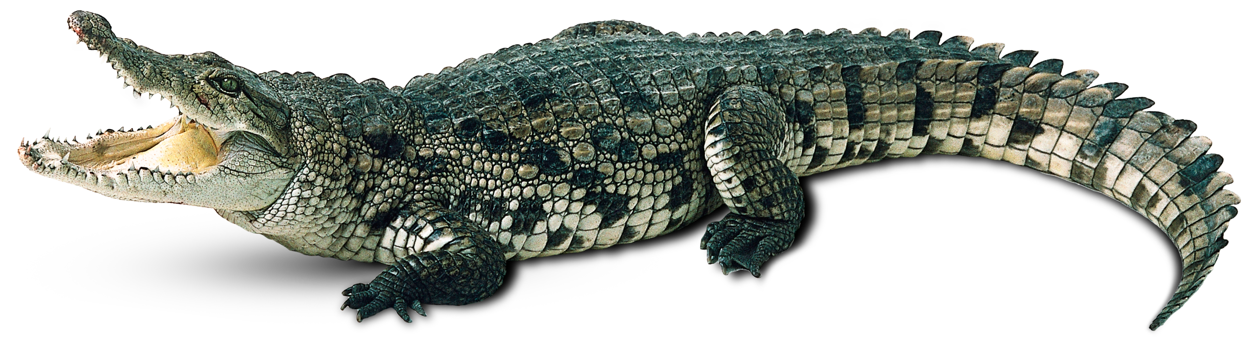 Alligator Cartoon Clipart